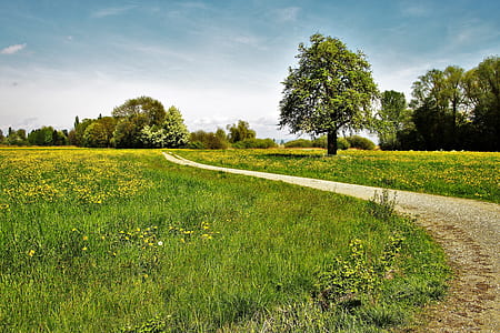 pathway surrounded with grass fields thumbnail