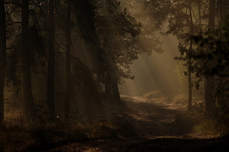forest during daytime thumbnail