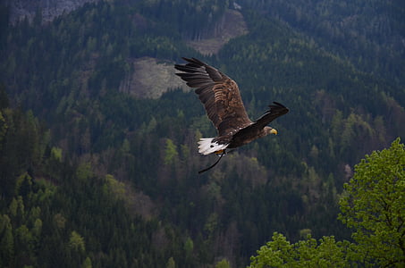 aerial photo of a flying bald eagle thumbnail