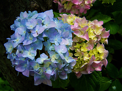 Light Blue, Pink Hydrangea thumbnail