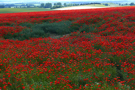 red flower field at daytime landscape photography thumbnail