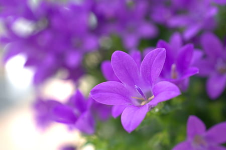 purple Browallia flowers macro photography thumbnail