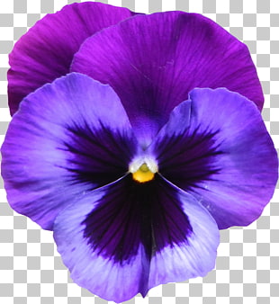Sweet violet Flower Purple , Large Transparent Purple Violet Flower , purple flower PNG clipart