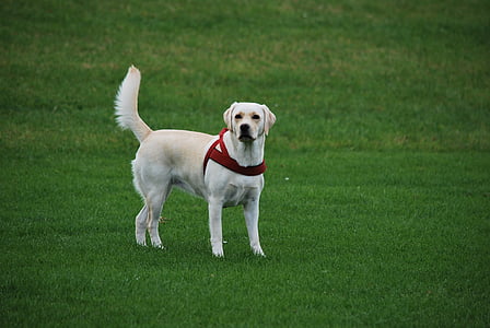 yellow Labrador retriever on green grass field thumbnail