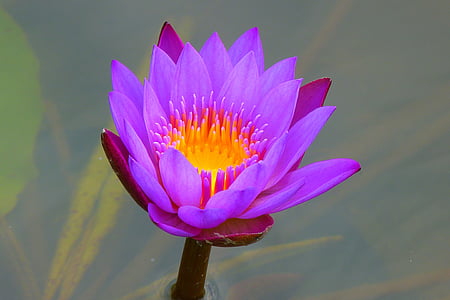purple petaled flower closeup photo thumbnail