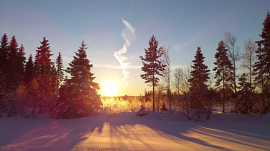 green leafed trees thumbnail