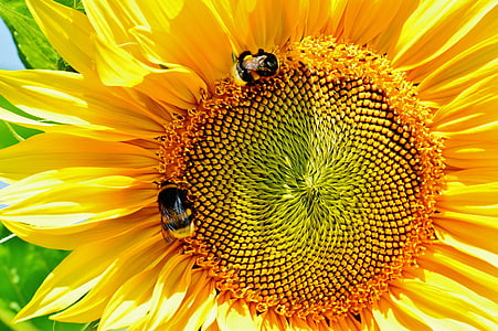 two honey bees in a sunflower thumbnail