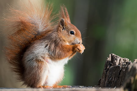 brown and white squirrel thumbnail