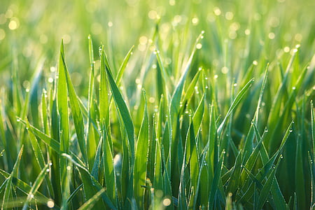 closeup photo of green grass thumbnail