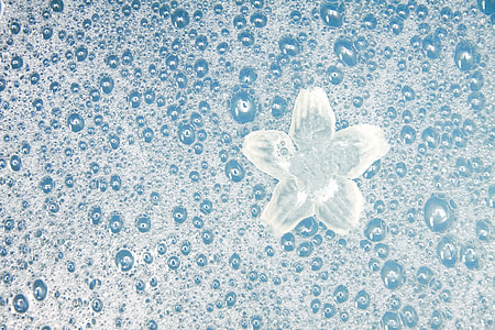 white flower on bubble foam indoors thumbnail