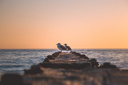 selective focus photography of two gulls perching on dock thumbnail