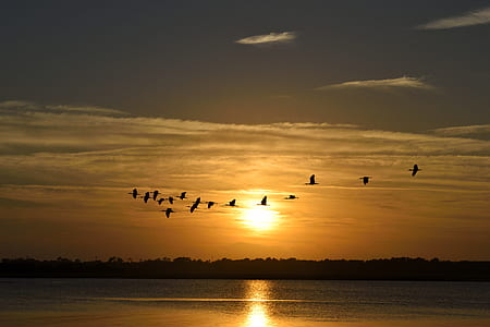 flock of birds flying under white clouds at golden hour thumbnail