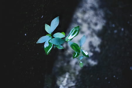 Green Leafed Plant thumbnail