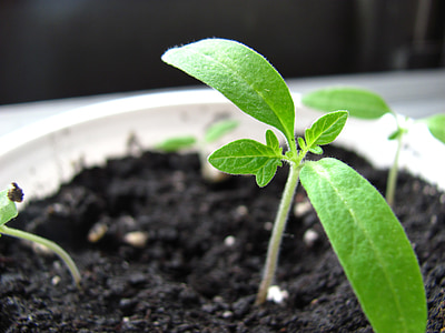 shallow focus photography of green potted plant thumbnail