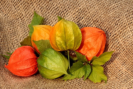 red, green, and orange physalis on brown textile thumbnail
