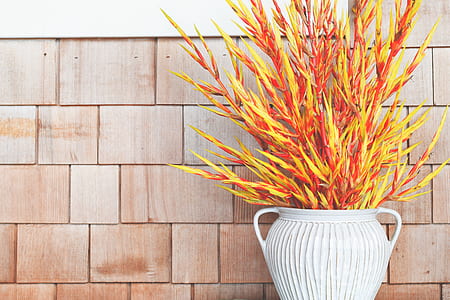 Green and Orange Plant Near Wall thumbnail
