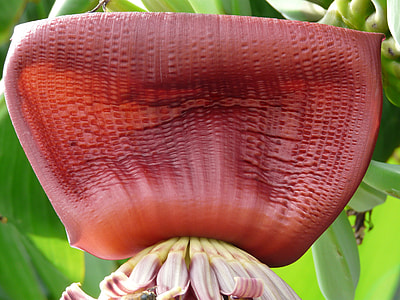 Banana blossom thumbnail