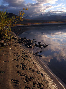 Bear Tracks along the lake at Gates of Arctic National Park, Alaska thumbnail