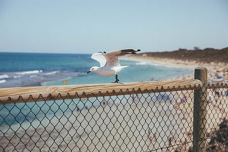 white bird on brown wooden fence near sea thumbnail