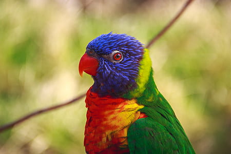 closeup photo of blue, green, and red short-beak bird thumbnail