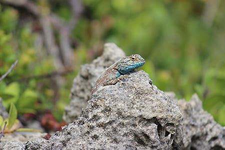 Chameleon camouflaging on rock thumbnail
