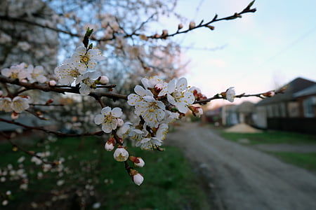 photo of white petaled flowers in bloom thumbnail