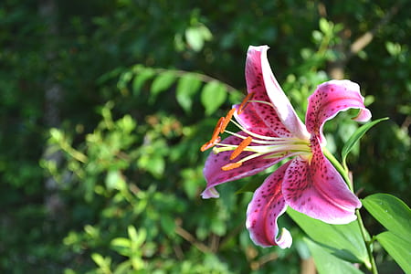 selective focus photo of pink stargazer lily thumbnail