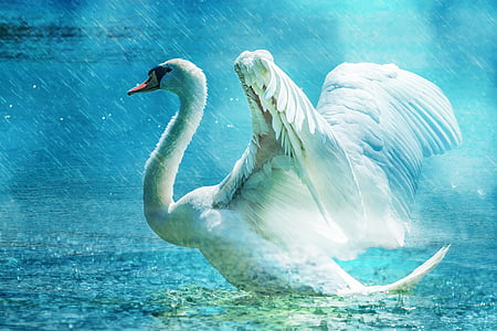 white swan illustration thumbnail