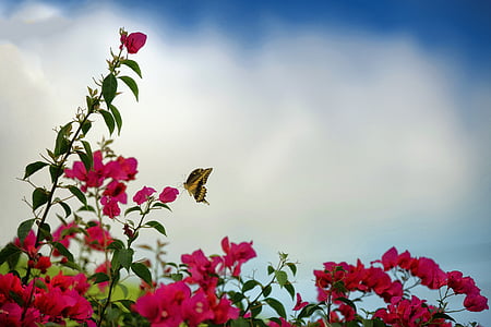 Eastern tiger swallowtail butterfly near pink flowers during daytime thumbnail
