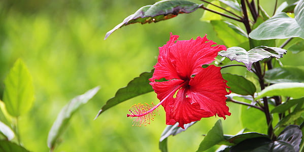 shallow focus photography of red Hibiscus flower thumbnail