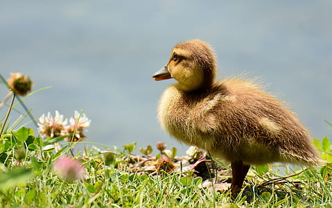 photo of yellow duckling on green grass field thumbnail