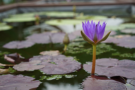 Arboretum, Manufacturer Of thumbnail