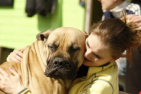 woman hugging adult mastiff thumbnail