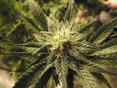cannabis plant in closeup photo thumbnail