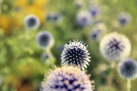 shallow focus photography of purple plant thumbnail
