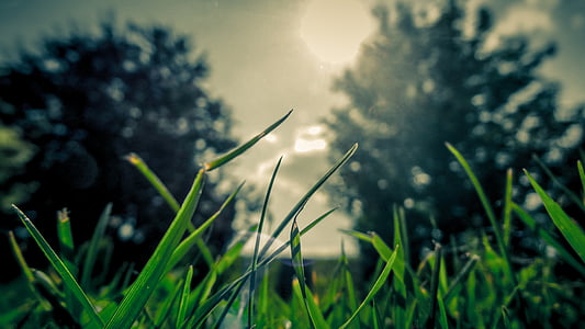 selective focus photography of green grass field thumbnail