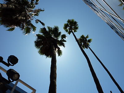 low angle photo of palm trees thumbnail
