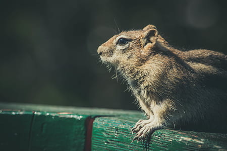 animal, cute, fur, looking thumbnail