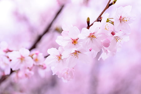 closeup photo of pink cherry blossoms thumbnail