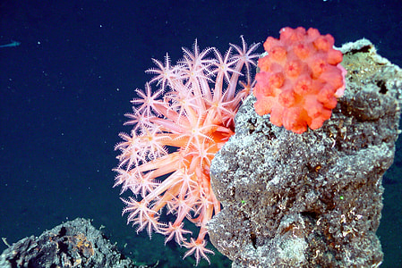 orange sea flower on corals thumbnail