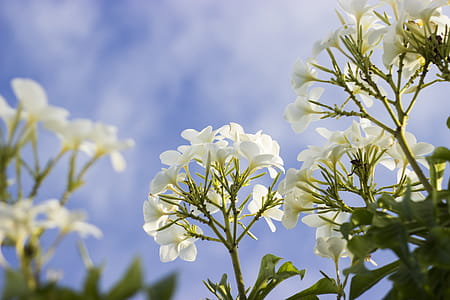 Closeup Photography of White Petaled Flower thumbnail