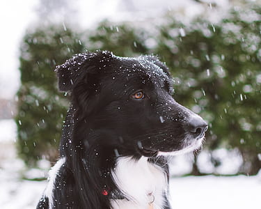short-coated black and white dog surrounded by snow thumbnail