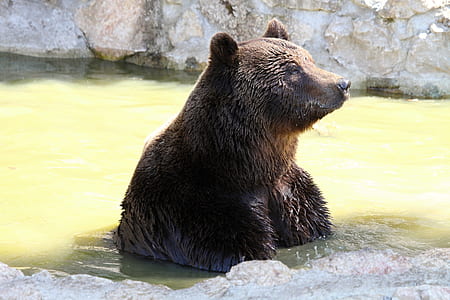 gray bear in body of water thumbnail