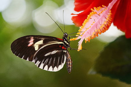 selective focus photography of black butterfly on red hibiscus flower thumbnail