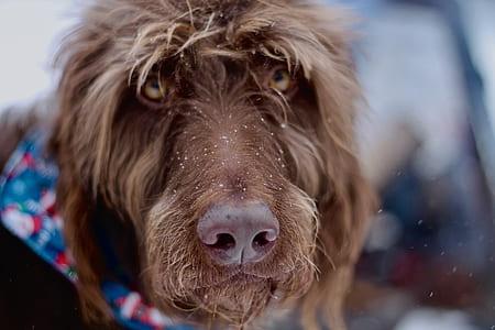 shallow focus photo of brown dog thumbnail