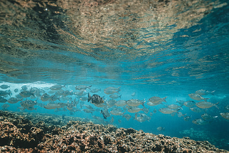 school of grey fish swimming near coral thumbnail