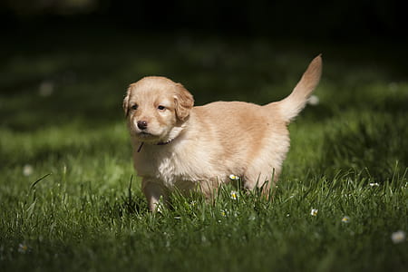 golden retriever puppy on the green grass field thumbnail