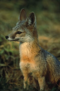 selective focus photography of brown and grey fox sitting on green grass thumbnail