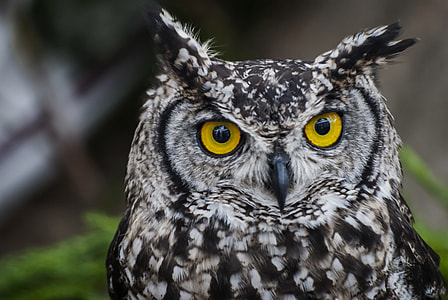 white and black owl during daytime thumbnail