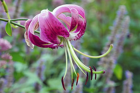 Lilium lancifolium is an Asian species of lily, native to China, Japan, Korea, and the Russian Far East. thumbnail